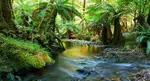 Permaculture_Principles_Rainforest_iStockPhoto