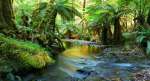 Permaculture_Principles_Rainforest_iStockPhoto