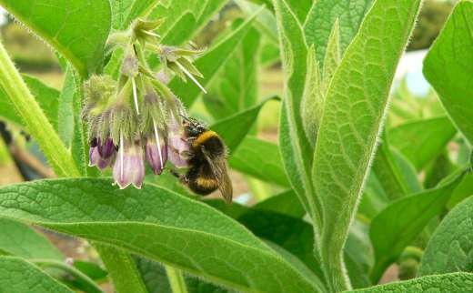 Permaculture Principles Reflected In Bee and Comfrey