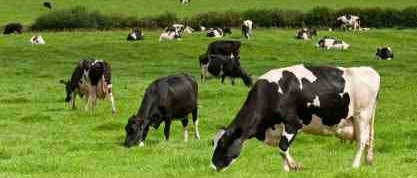 Greenhouse Gases And Cows Pasture Fed Less - iStockPhoto