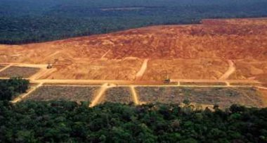 Biofuel Production Leading To Rainforest Clearing - iStockPhoto