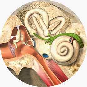 Ear anatomy detail illustration - Getty Images 