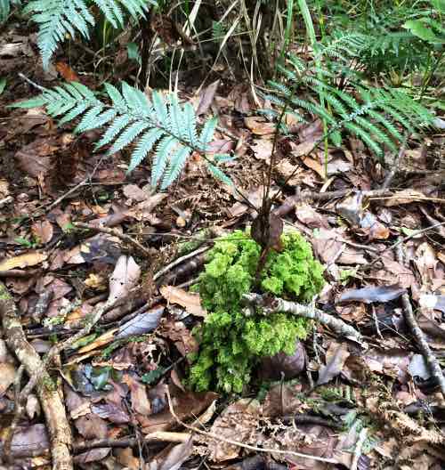 Smaller ferns about stem of another fern early in new growth