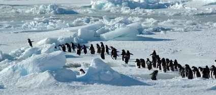 Antarctic landscape and life with penguins - iStockPhoto
