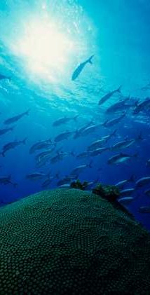 Life-giving and recycling ocean depths - iStockPhoto