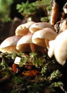 Recycling forest floor decay by fungi - iStockPhoto