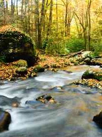 Forest stream carrying broken rock surface - iStockPhoto