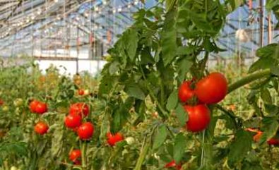 Greenhouse Effect Seen In Glasshouse with Tomatoes - iStockPhoto