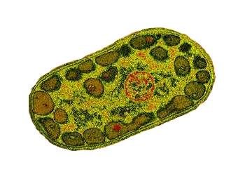 Green Sulphur Bacteria Diagram
