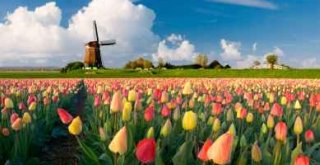 Dutch Windmill with Tulips
