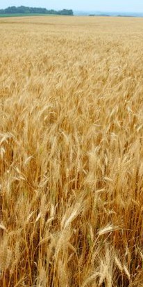 Wheatfield in Mid-West - iStockPhoto 