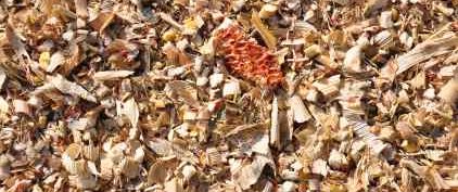Cellulosic Ethanol can be derived from Corn Stover and other waste - iStockPhoto