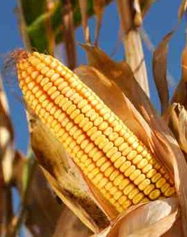 Cellulosic Ethanol Tougher Than Ethanol from Maize Kernels - iStockPhoto