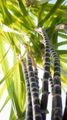 Cellulosic Ethanol from Sugarcane - iStockPhoto