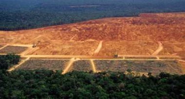 Biofuel Production Leading To Rainforest Clearing - iStockPhoto