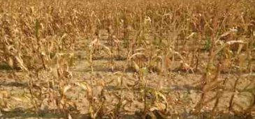 Extreme Weather Showing Drought-Affected Corn - iStockPhoto