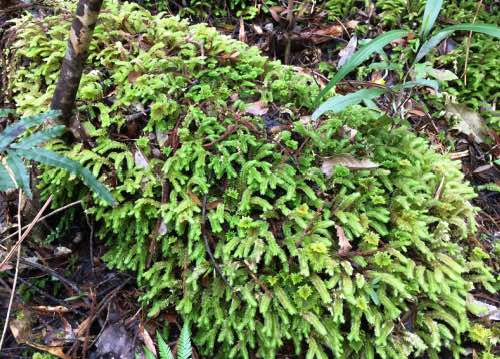 New ferns arising from old logs on forest floor