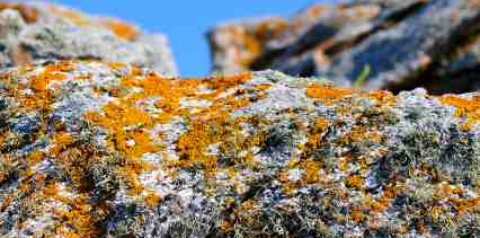 Action of lichen breaking down solid rock - iStockPhoto