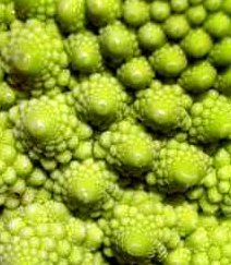 Romanesco cauliflower showing fractal patterns of mandelbrot design -iStockPhoto