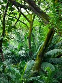 Tropical rainforest fixing carbon via photosynthesis - iStockPhoto