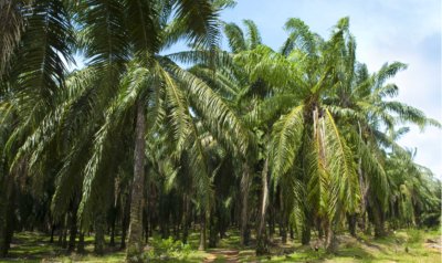 Renewable Energy News in Increasing Palm Oil Plantations - iStockPhoto