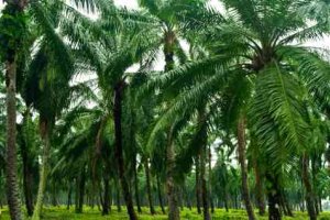 Biofuel From Palm Oil Plantations Like This One - iStockPhoto