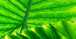 Healthy Photosynthesising Tropical Leaves - iStockPhoto