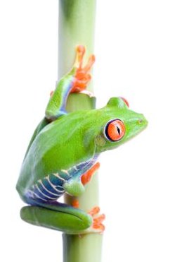 Recent News On Global Warming And Effects on Frogs - iStockPhoto