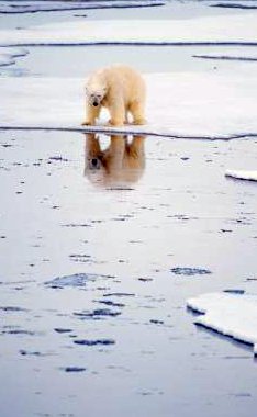 Recent News on Global Warming has included polar bears stranded on ice flows - iStockPhoto