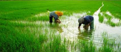 Greenhouse Gases MethaneFrom Rice Paddy Farming - iStockPhoto