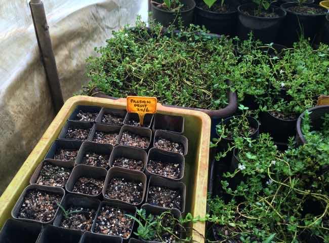 Permaculture activist resulting construction with self grown plants in a solar power controlled greenhouse