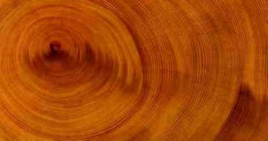 Climategate Was Partly About Tree Growth Ring Data - iStockPhoto