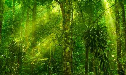 Artificial Photosynthesis as naturally occurs in rain forests - iStockPhoto
