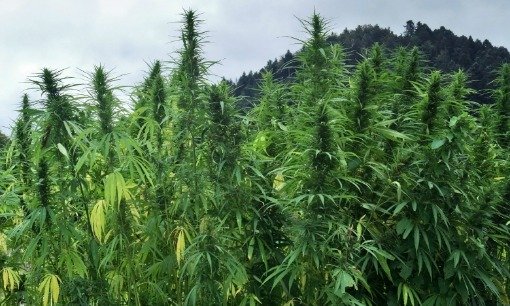 Industrial Hemp Growing in German field for purposes such as hempcrete - iStockPhoto