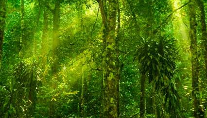 Tropical Rainforest Diversity - iStockPhoto 