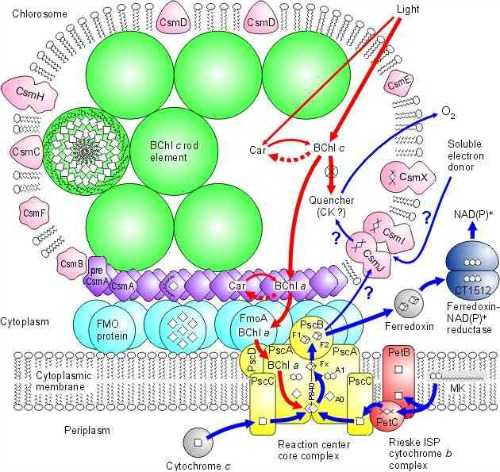 Light Harvesting Complex of Green Sulphur Bacteria